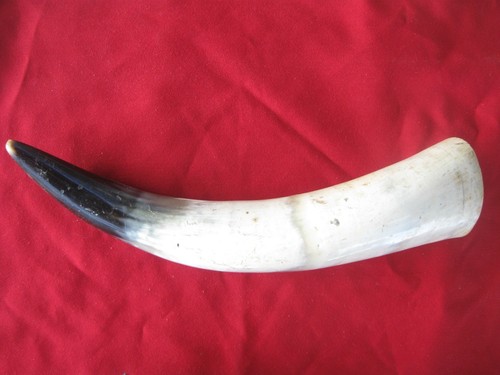 Polished cow horn natural - ,