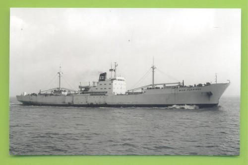 Wild flamingo federal steam - federal,
