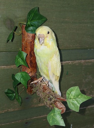 Taxidermy yellow budgie - taxidermy,