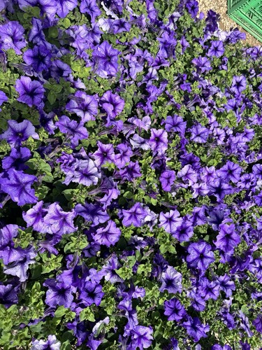 Deep purple surfinia - 6,