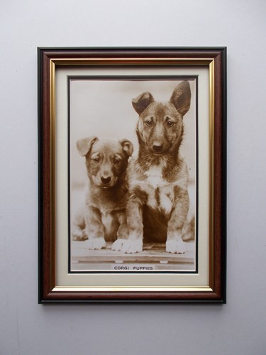 Dog photo corgi puppies - photo's,