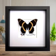 Papilio garamas abderus male