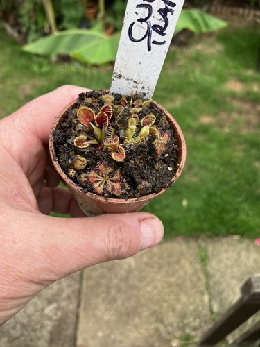 Venus fly trap - venus,