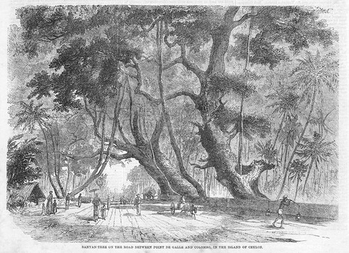 Ceylon banyan tree - banyan,