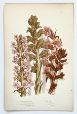 BROOMRAPE - Anne Pratt