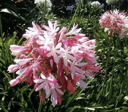 Pink agapanthus years - pink, in
