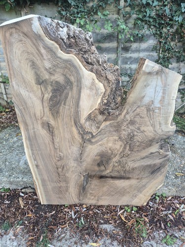 Huge english walnut crotch - huge,