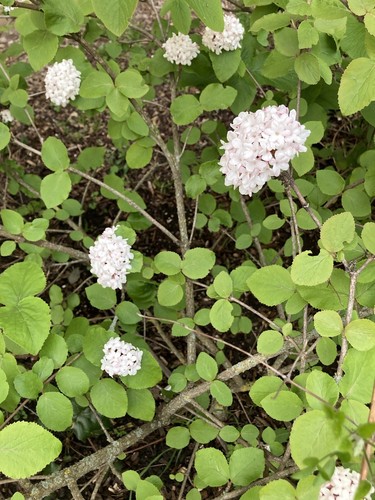 Viburnum opulus roseum - 2,