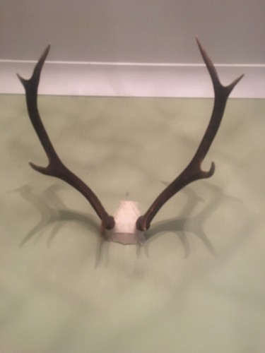 Point red stag deer - red,