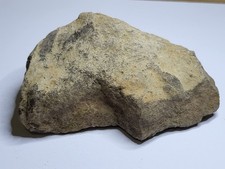 Large Sauropod Jurassic