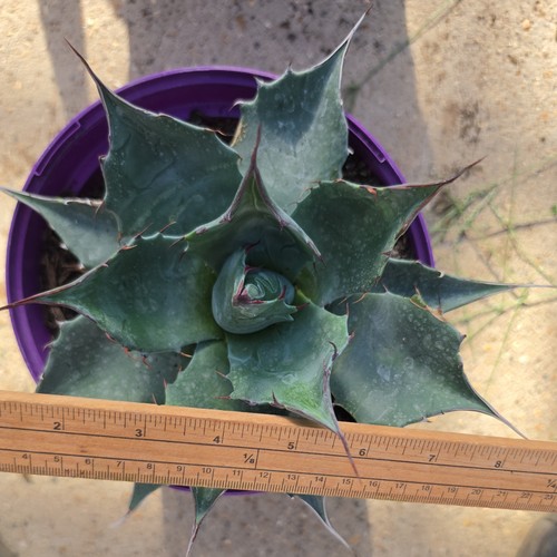 Agave parryi superb - superb, form