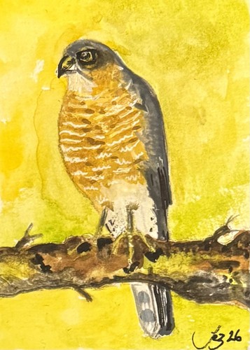 Aceo original watercolour - aceo,