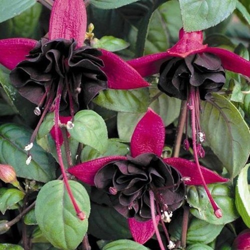 Fuchsia upright bush - fuchsia,