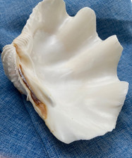 Giant Natural Clam Shell Half bowl L33cm x  D24 x H9.5cm