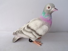 Vivid Arts Pigeon Outdoor