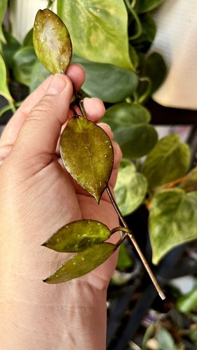 Very rare hoya - rare, lacunosa