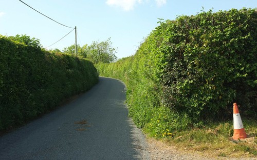 Photo 12x8 lane ruxhill - 12x8,