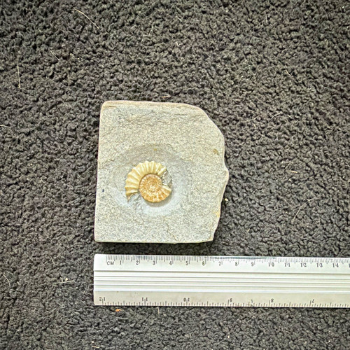 Ammonite fossil rock - ammonite,