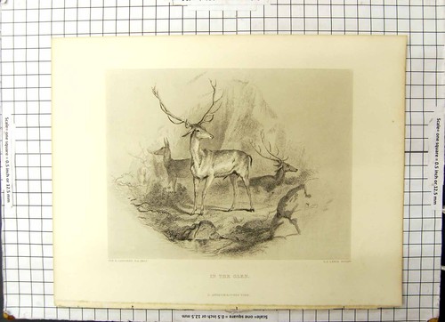 Original old antique print - old,