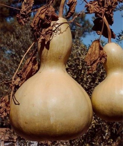 Gourd green bottle sow - bottle,,