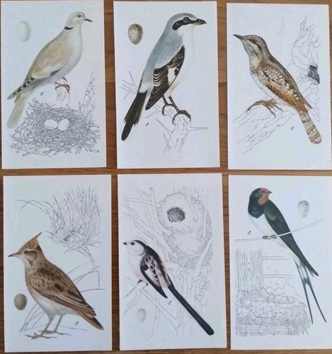 Bird prints set - of, 6