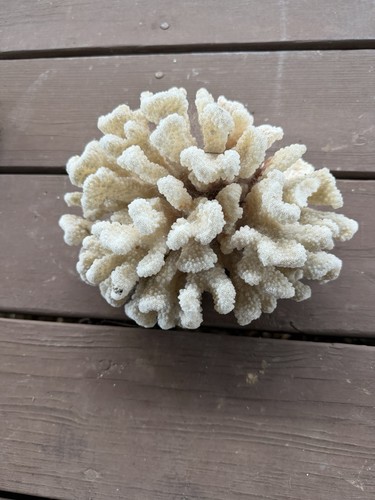 All natural white - all, cauliflower