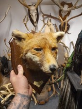 Antique Vintage Taxidermy fox head mask Countryside Rowland Ward