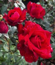 Velvet Fragrance - Hybrid Tea