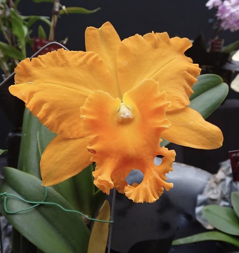 Cattleya rlc haw yuan - cattleya,