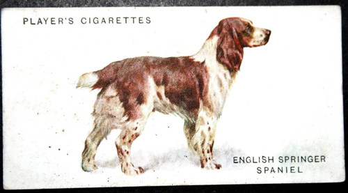 English springer spaniel - springer,