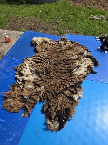Raw unwashed rare sheep - rare,