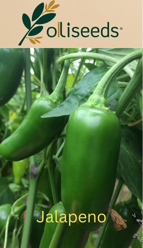 Jalapeno chilli pepper seeds - jalapeno,