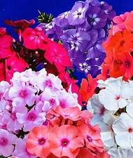 DRUMMOND'S PHLOX DWARF  MIXED