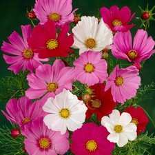 6 x Cosmos Sensation Mix