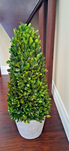 Real preserved boxwood - preserved,