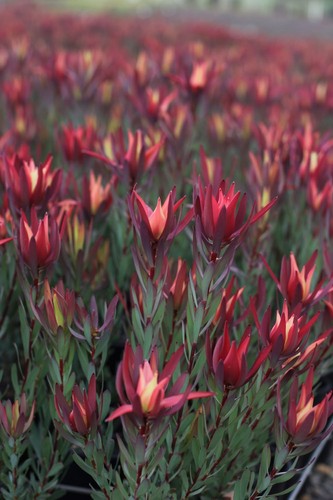 Leucadendron clarkes red - clarkes,