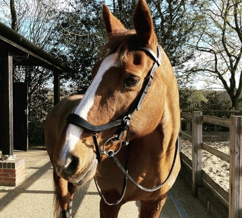 Easytrek anatomical bridle