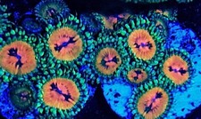 Bowtie blaster zoanthid 3
