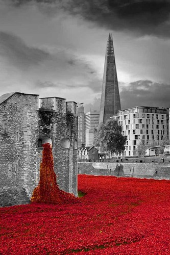 Tower london poppy poppies - poppy,