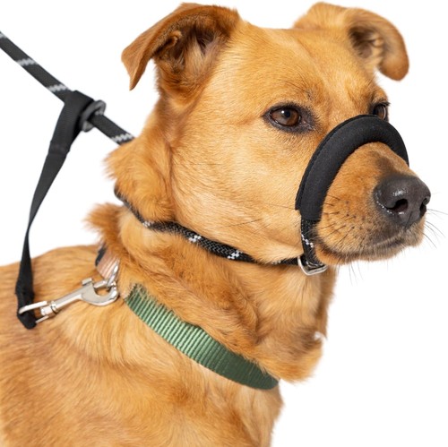 Slip lead for - lead, dogs
