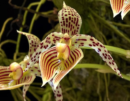 Rare bulbophyllum costatum - rare,