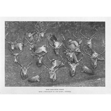 STAG HUNTING Some Ross-Shire Heads - Antique Print 1897