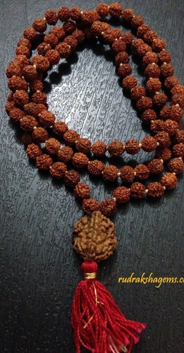 Mukhi face rudraksha - do,