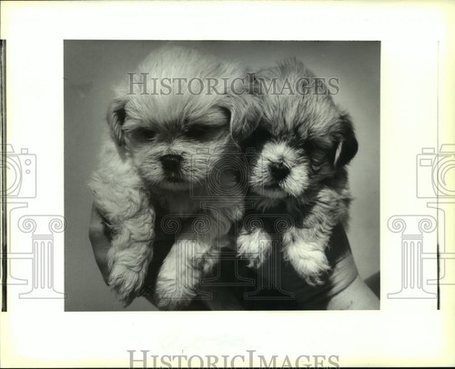 1991 press photo mixed - photo,