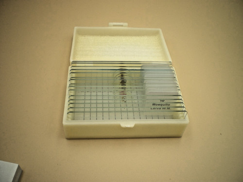 Microscopic slides animals - microscopic,
