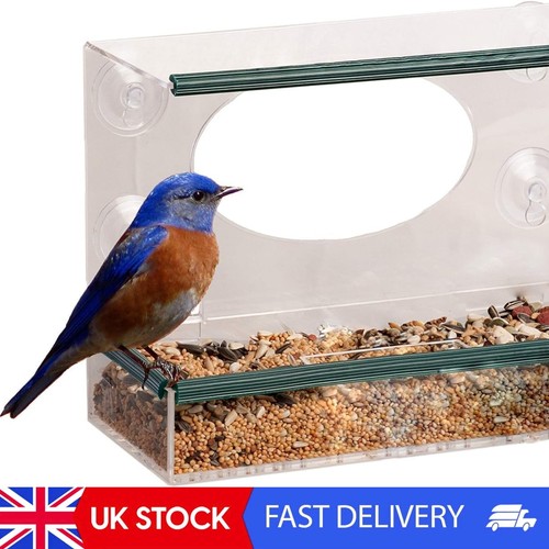 Clear perspex window bird - perspex,