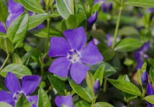 Vinca minor 9cm pot - -,