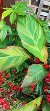 Canna Thai Rainbow Rare Plant