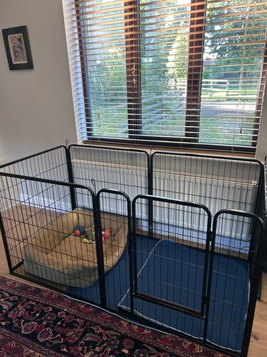 Heavy duty puppy play - heavy, 6