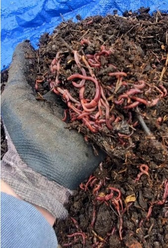 500 red wigglers - worms, pet